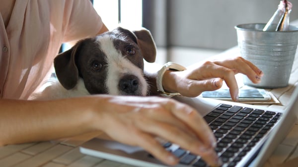 Dog on keyboard