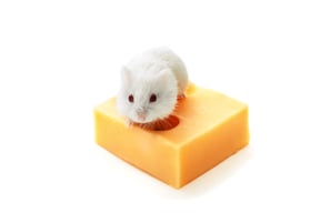 White-Mouse-And-Cheese.jpg