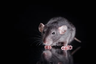RAT_-_Remote_Access_Trojan.jpg