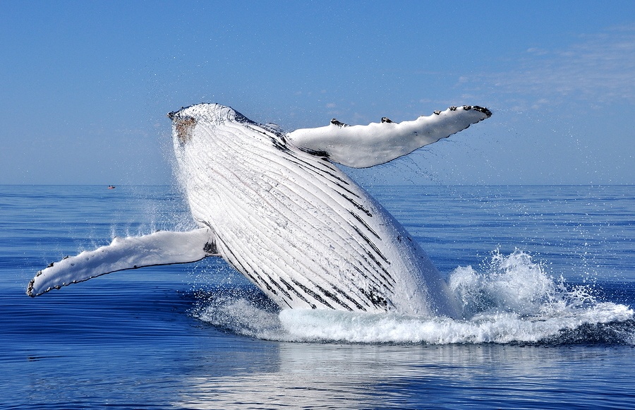 Cybercriminals Target Executives with Whaling Attacks